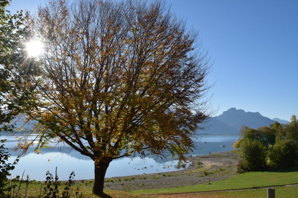Baum Bild Test 1